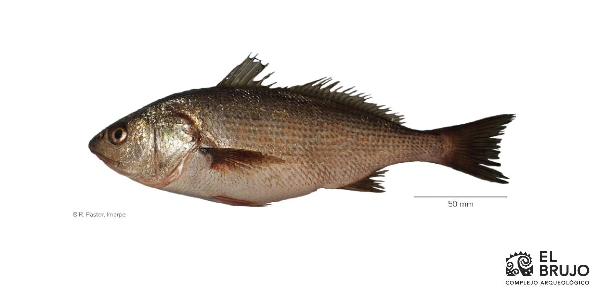 La lorna, pescado peruano